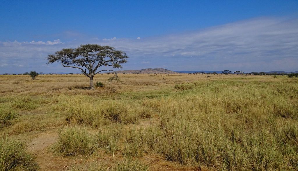 Serengeti-Landscape-2012