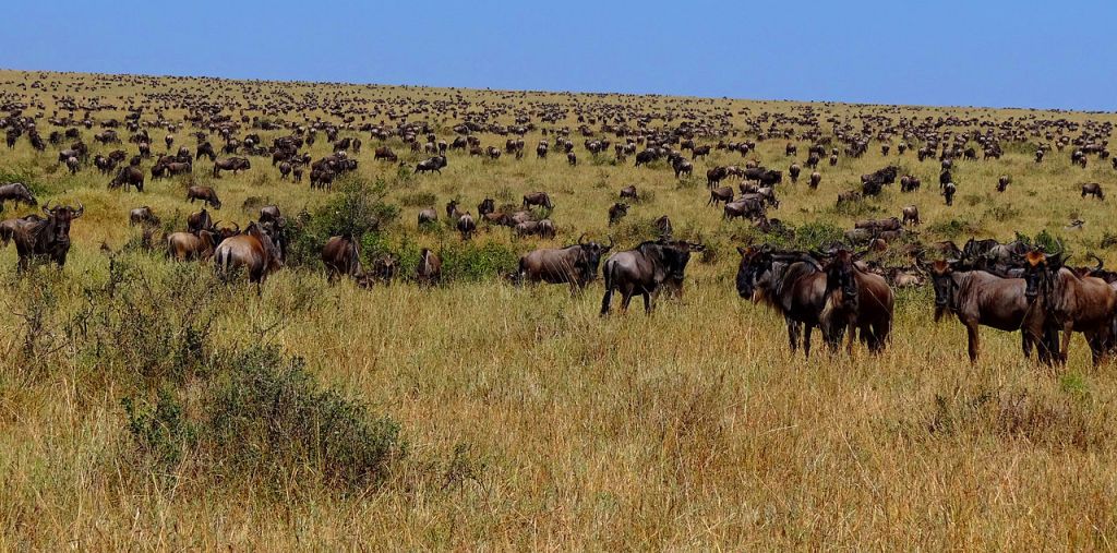 Wildebeest-during-Great-Migration (1)